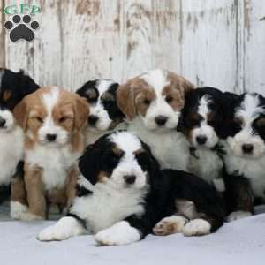 Faline, Mini Bernedoodle Puppy